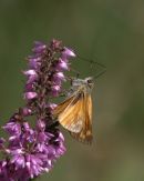 Large_Skipper